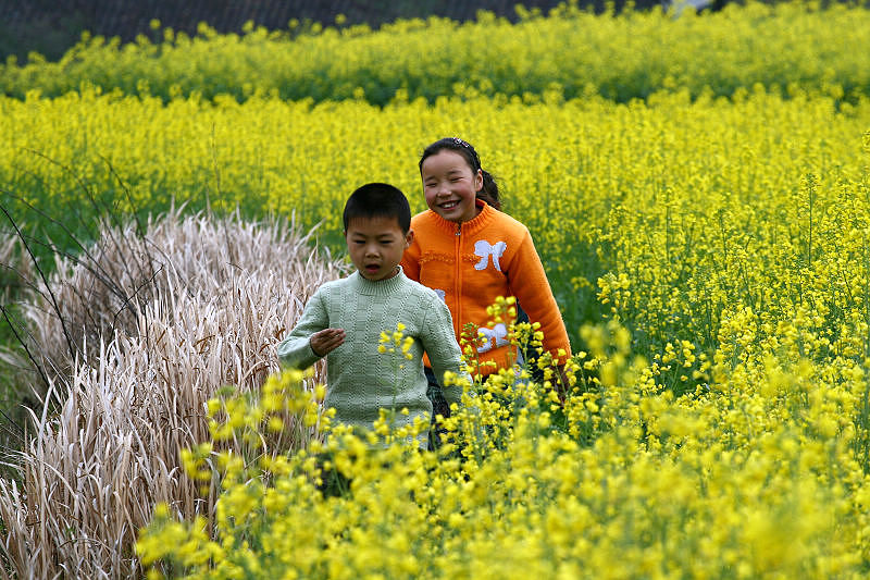 油菜花儿黄——荆门印象7 摄影 楚园秋韵