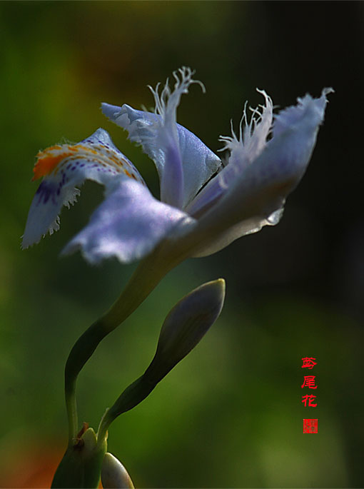 鸢尾花3 摄影 研影