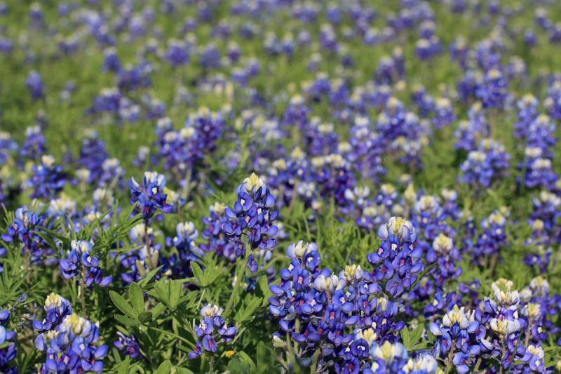 Bluebonnet 兰邦尼 摄影 kman