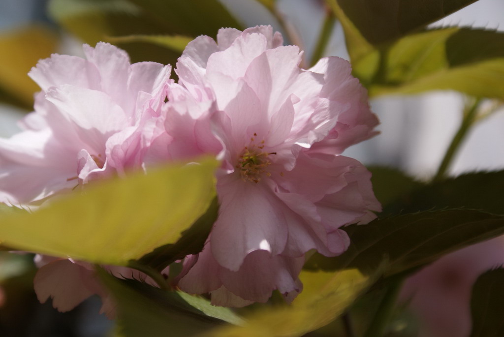 桜 摄影 yasahi