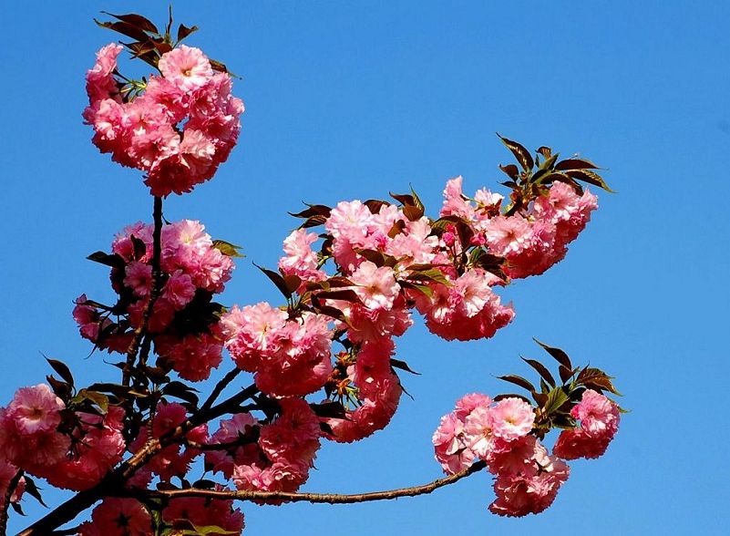 樱花.关山 摄影 aobentai