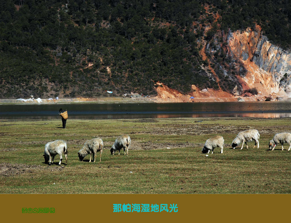 纳帕海湿地风光 摄影 雪山之灵