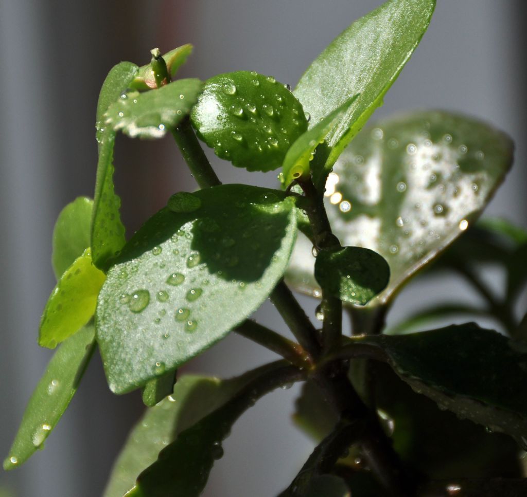 雨露 摄影 芒野