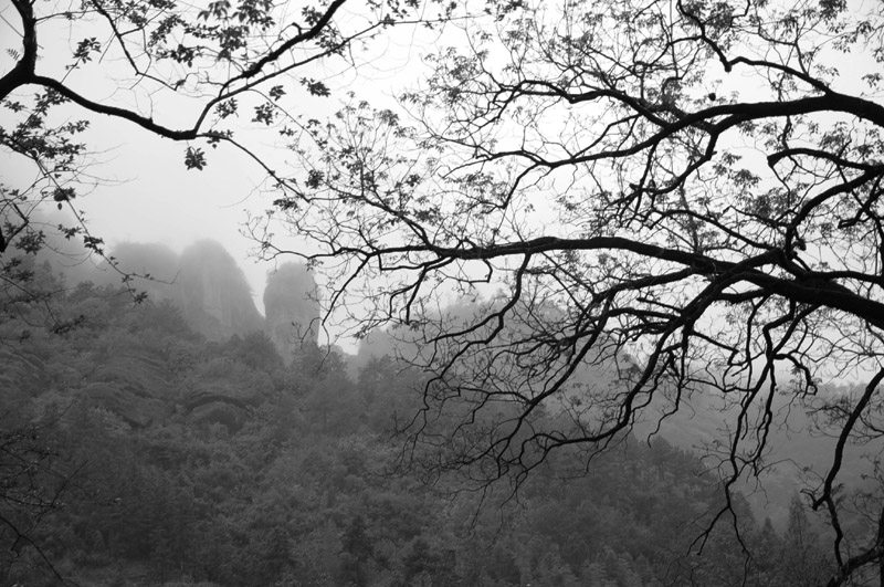 树与峰 摄影 吉祥草