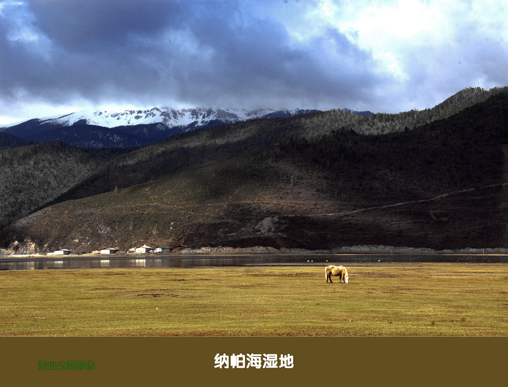 纳帕海湿地 摄影 雪山之灵