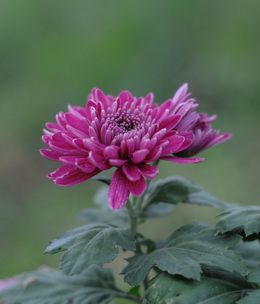 红菊花 摄影 爱琴海岸