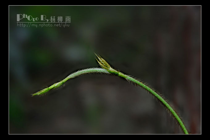 腳步 摄影 楊柳雨