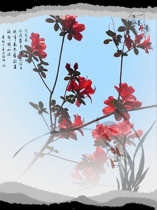 杜鹃花 摄影 石竹小王子