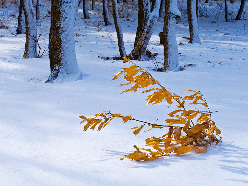 雪后 摄影 无界