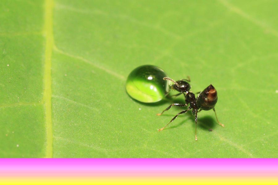 蚂蚁戏珠 摄影 zhongpei