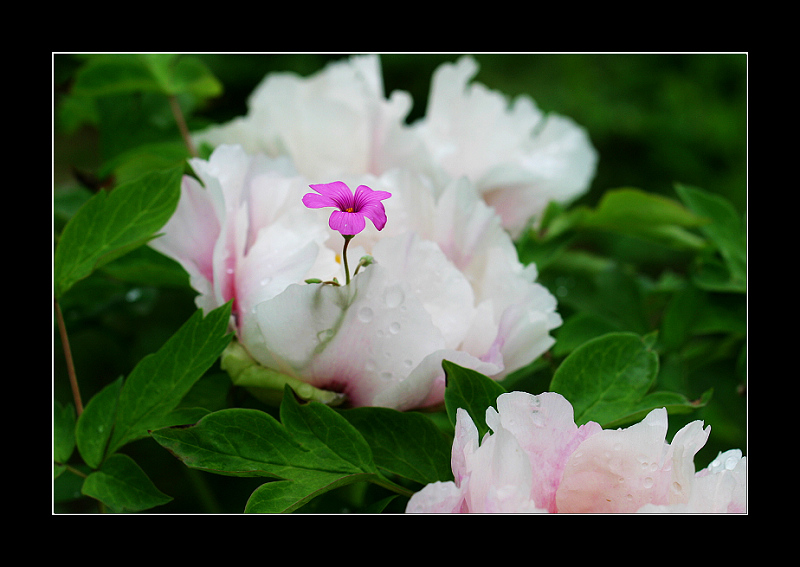 花中花 摄影 蒙哥