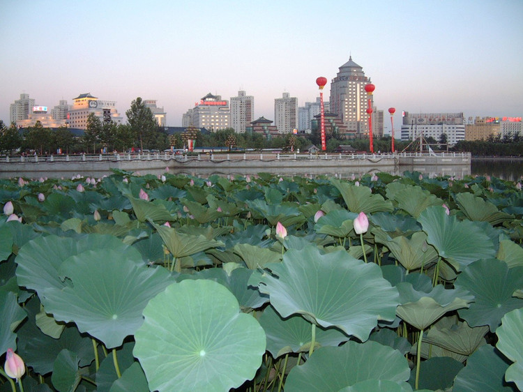 莲花池公园 摄影 梅宁