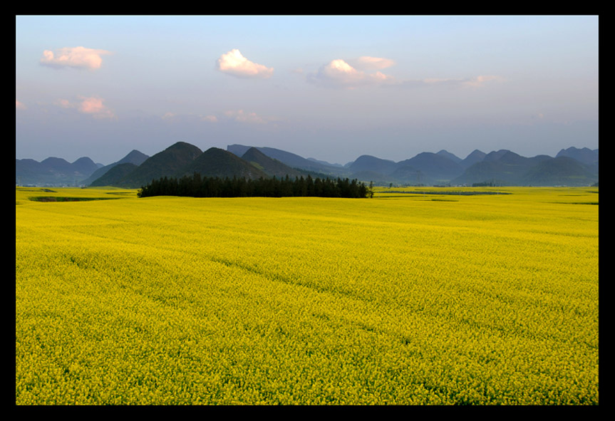 菜花 摄影 勇蔚