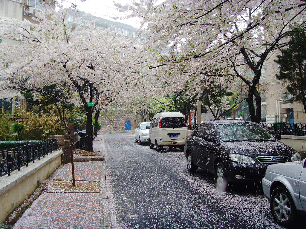 花瓣雨 摄影 海鸥119