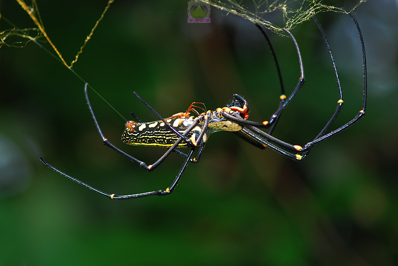 交配中的横带络新妇蜘蛛 Nephila clavata 摄影 奇客