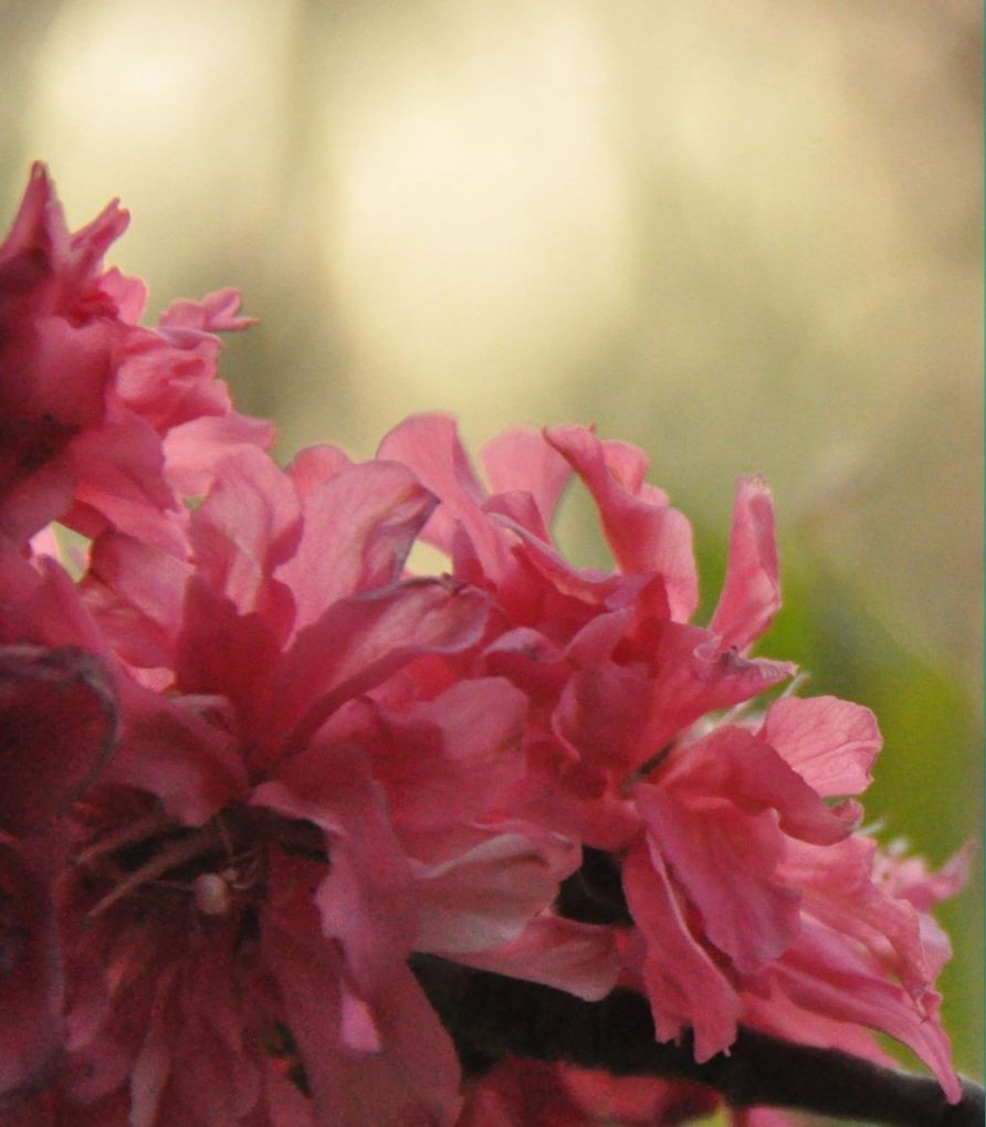 映日桃花分外红 摄影 芒野