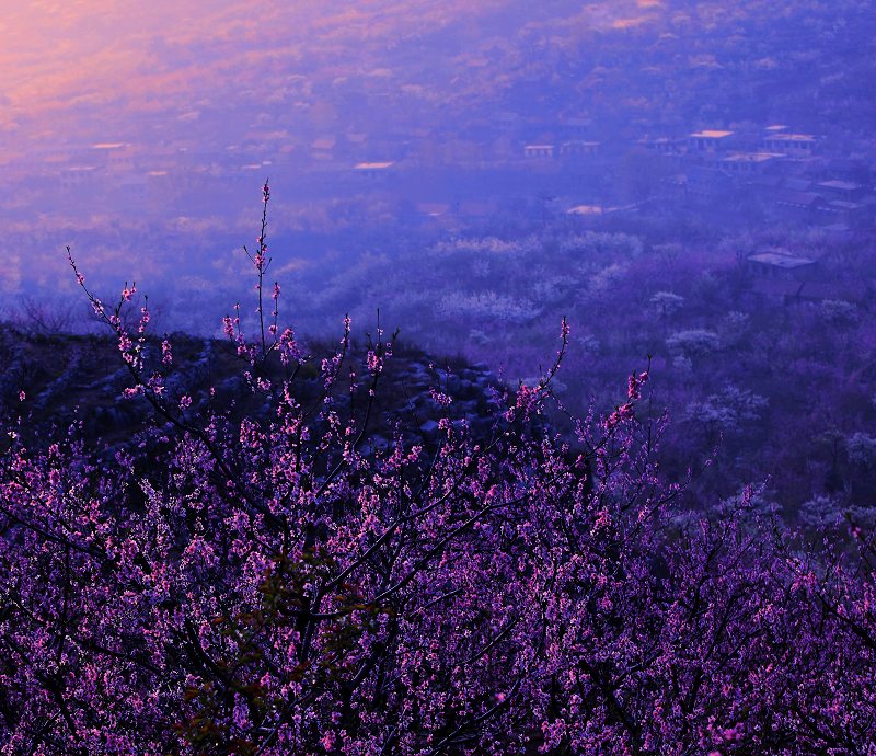 桃花梨花盛开时 摄影 caidi5568826