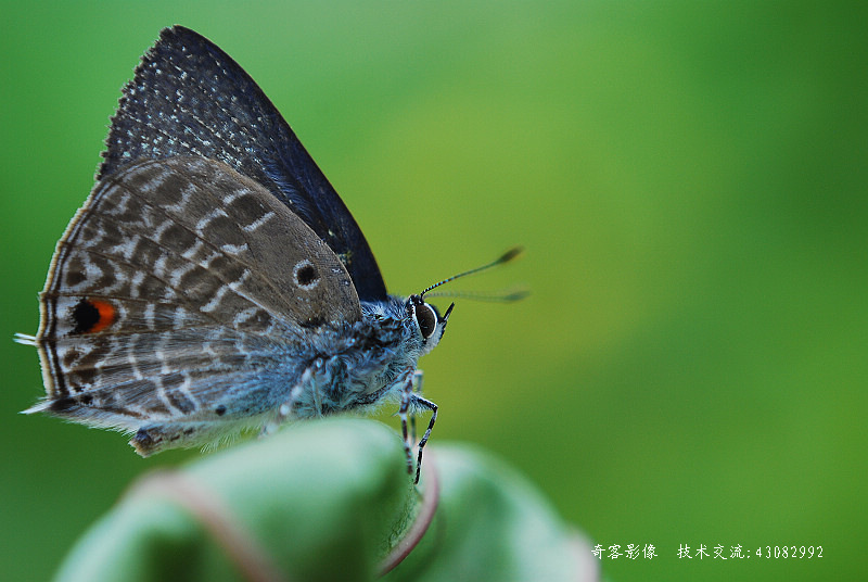 尼康AF 50mm/1.8D 反接出片 摄影 奇客