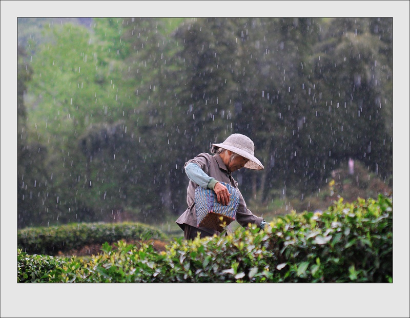 春雨润新茶 摄影 --班长--