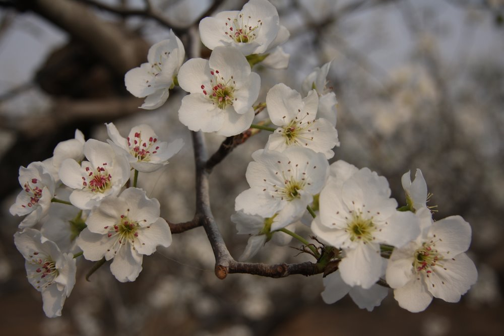 梨花 摄影 xiaoma226