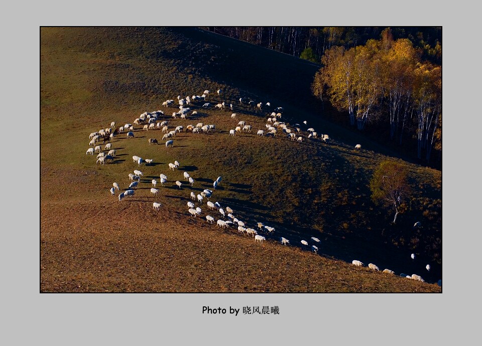 《放牧坝上》（1） 摄影 晓风晨曦