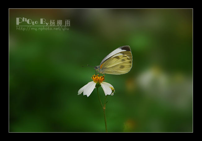 化蝶 摄影 楊柳雨