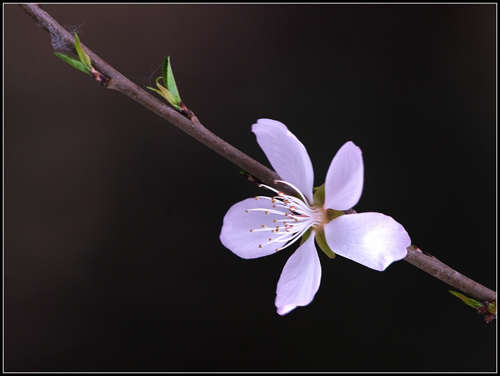 桃花 摄影 minghsing