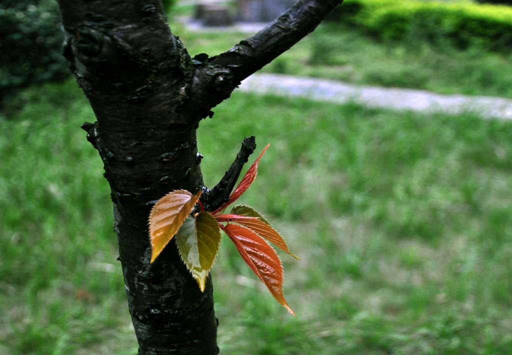 新叶 摄影 阿江