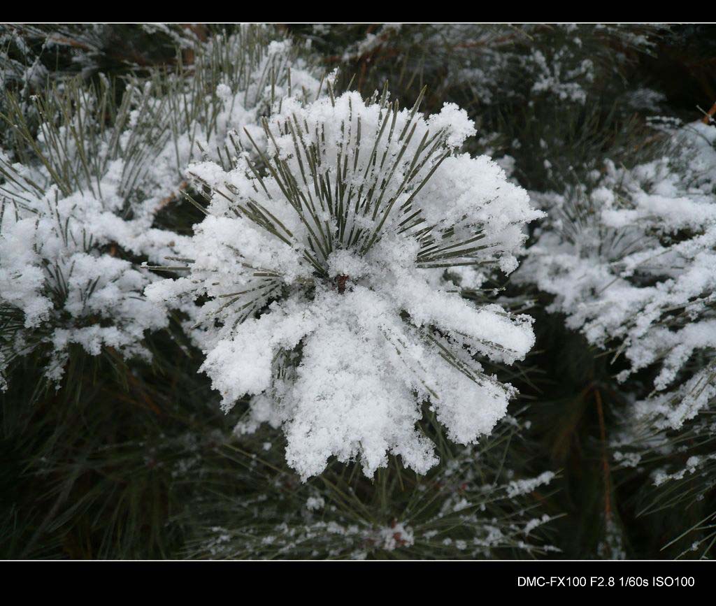 松针上的春雪 摄影 ssw