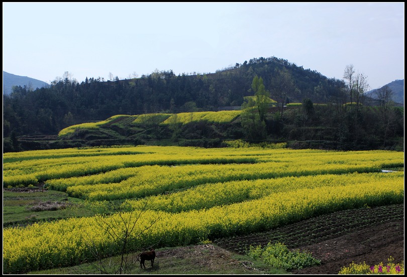 田野 摄影 冷香茶