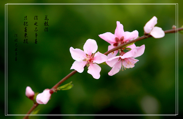 花枝俏 摄影 徽骆驼