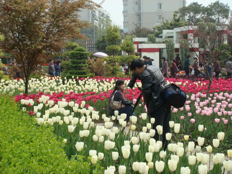 花的风采4 摄影 weiyanfu