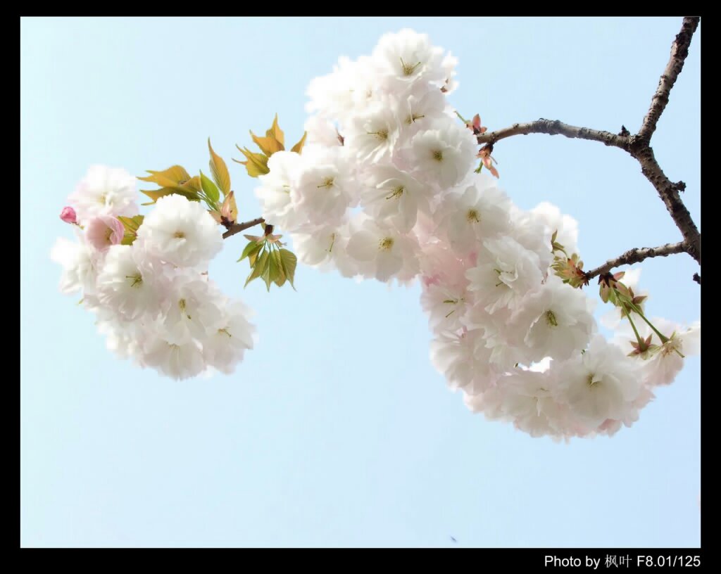 樱花 摄影 枫叶情