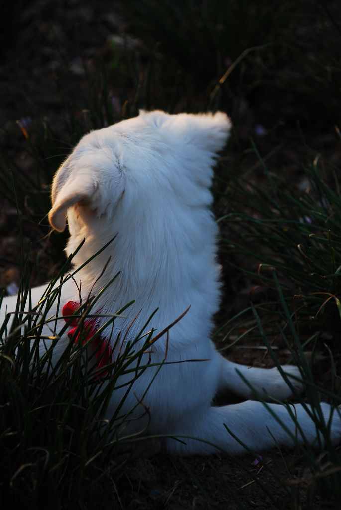 雪儿小天使3 摄影 朱浩菡