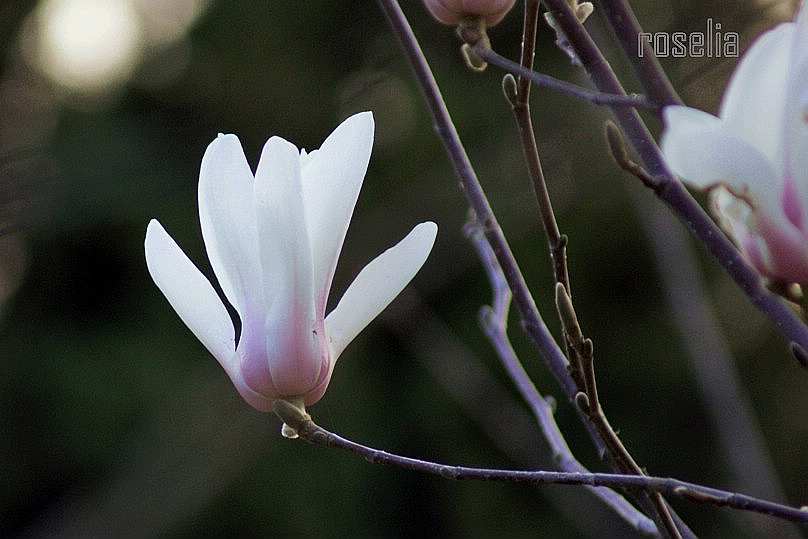 玉兰花儿 摄影 斓懿