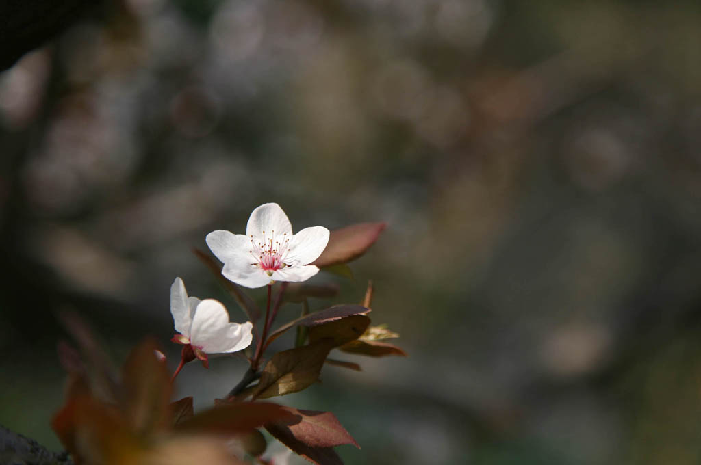 花 摄影 正木子