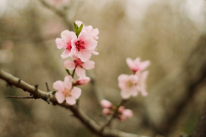 花影（胶片作品） 摄影 春流漱玉