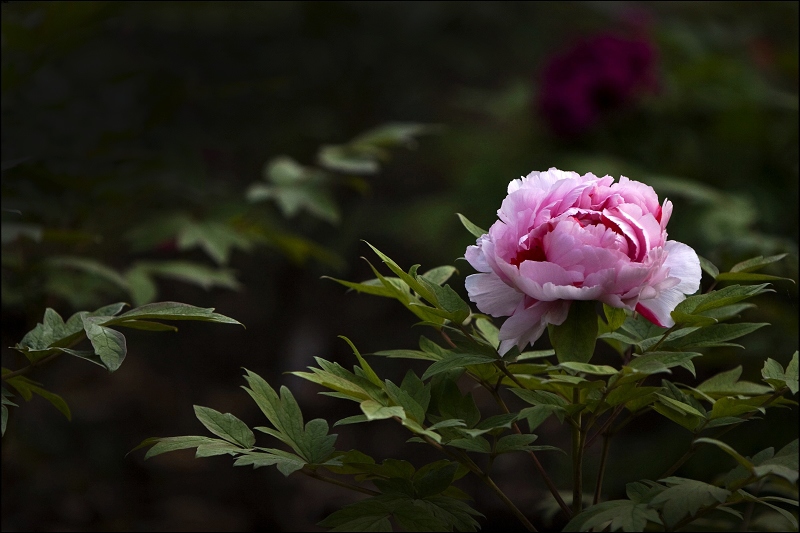 雍容华贵——牡丹花2009（102） 摄影 满世界