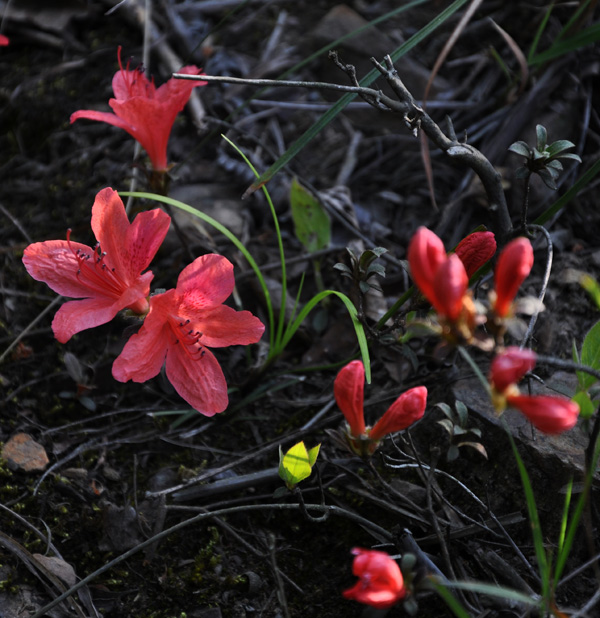 山花 摄影 行疆