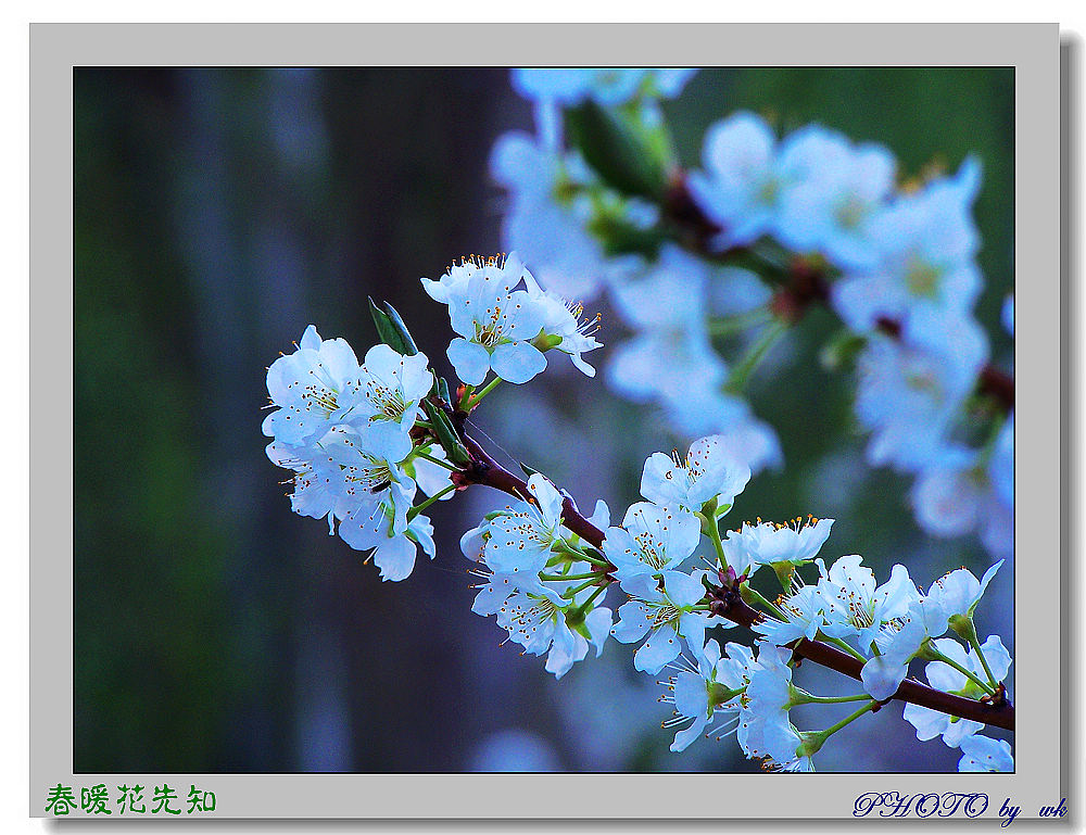 春暖花先知 摄影 悟空1