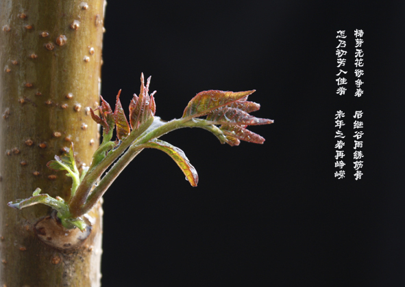 椿芽 摄影 百丈冰