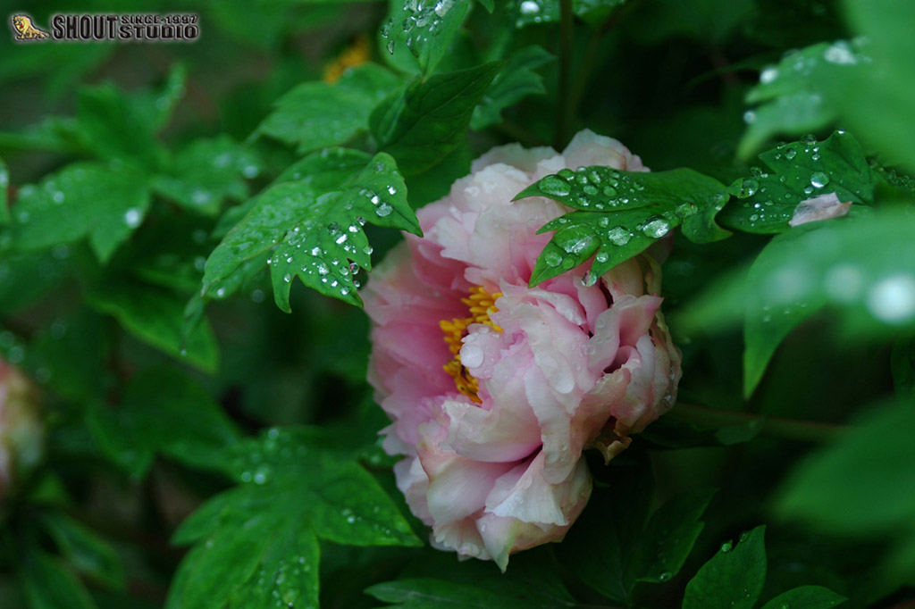 雨中 摄影 斑卜