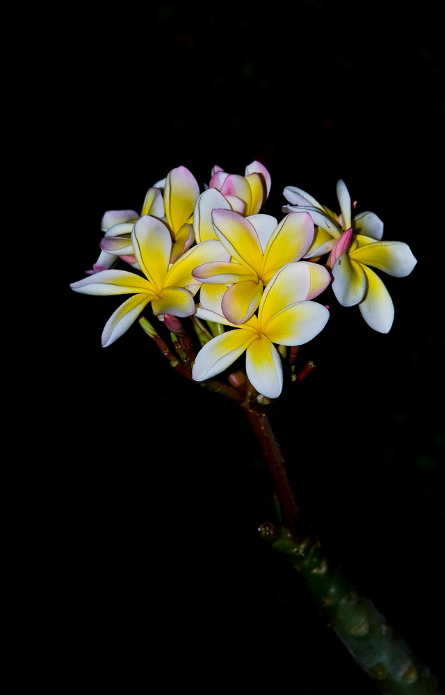 夜来香 摄影 桑塔纳