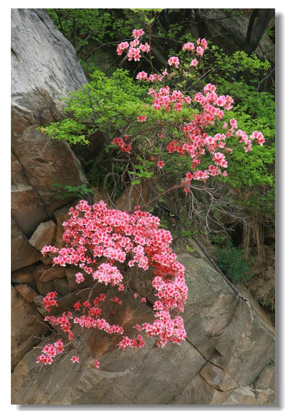 花岩 摄影 小米丽雅