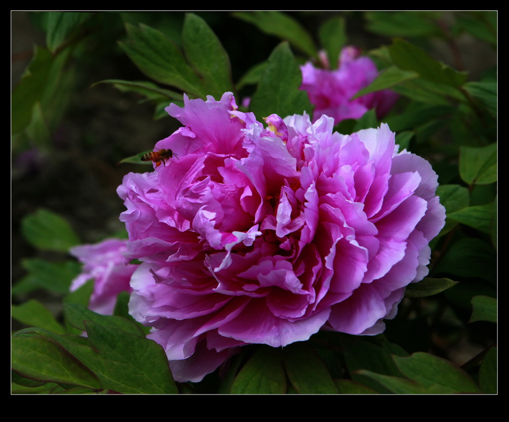 蜂恋花 摄影 雾里看花