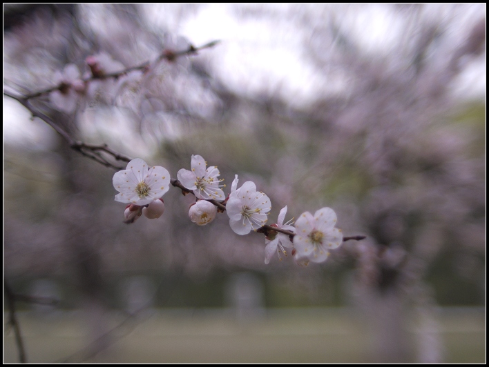 桃花 摄影 minghsing