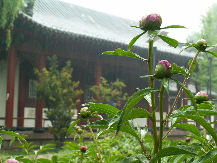 雨中的花蕾 摄影 阿森666