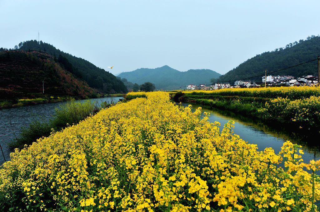 浙源花黄 摄影 鹰眼穿空