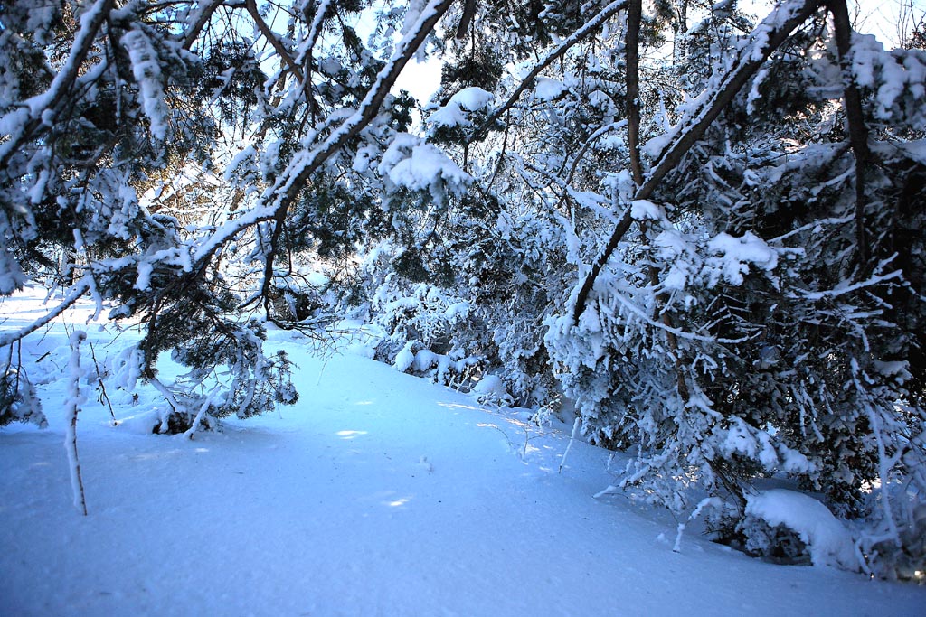 雪之韵 摄影 逐光弄影