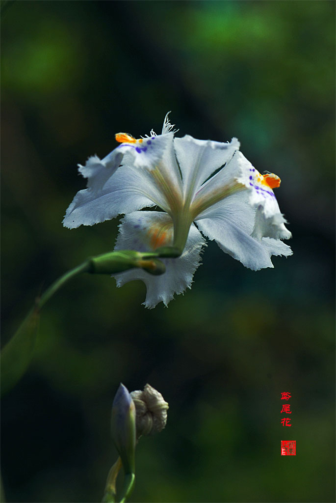 鸢尾花韵 摄影 研影